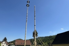 41